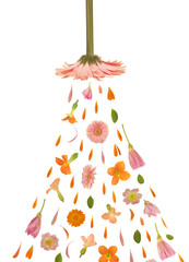Art floral shower made of beautiful natural flowers. Trendy colorful blooming abstract idea with...