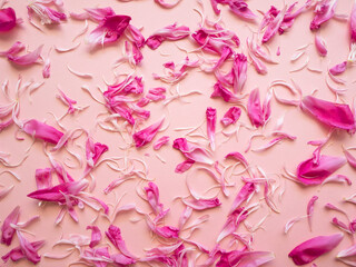 Closeup of pink peony flower petals.  Natural soft background for your designs.