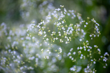 Green leaves, branches and colorful flowers. Natural plants and flowers in the forest. Plant discovery in the forest. Exploring plants on a natural walk. Selective focus.