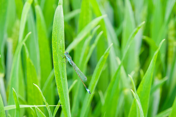 Beautiful blue dragonfly on a blade of grass