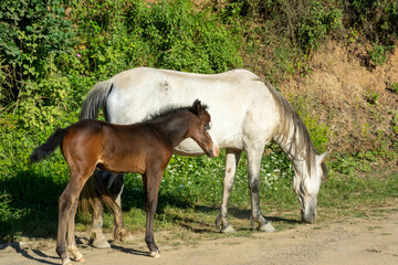 Naklejka na ściany i meble Mother horse and cub. White and brown horses. Beautiful horses. Newborn foal. Selective focus.
