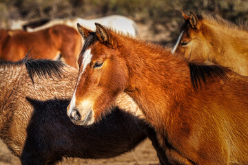 Salt River Wild Horses