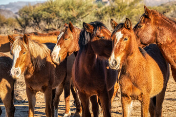 Salt River Wild Horses