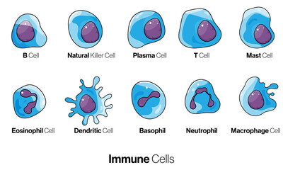Cells of innate and adaptive immune system, Natural killer, dendritic, B and  T cell, Basophil, neutrophil, plasma, goblet, M cell, apoptotic, muscle, macrophage, mast cell, 