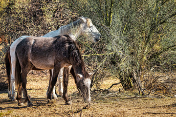 Salt River Wild Horses