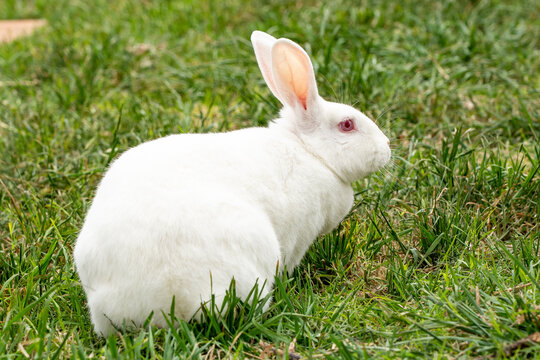 Albino Giant Flemish Rabbit Grazzing on Green Grass
