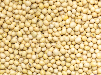 macro soybean,Soybeans shot from above. Premium grade soybeans.