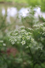 flowers in the forest