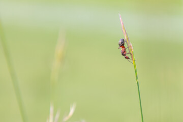 Ant in the morning light...