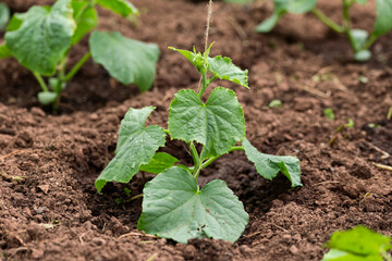 Cucumber gherkin Cucumis Sativus plant growing in summer kitchen garden