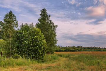 Sunset in summer field