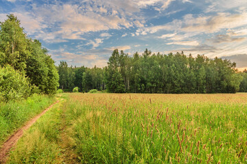 Naklejka premium footpath in the field