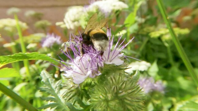 Bumblebee collecting nectar on purple glower