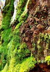 moss on tree