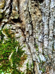 bark of a tree