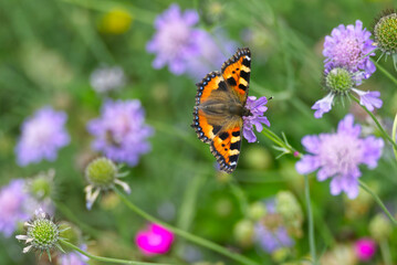 Small tortoiseshell butterfly (Aglais urticae) sitting on a purple flower in Zurich, Switzerland.