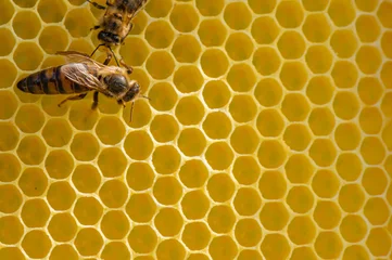 Fotobehang Honey bee queen  © Daniel
