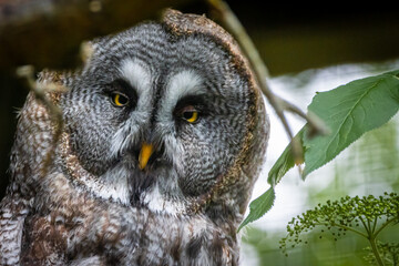 Closeup of a Great Grey Owl