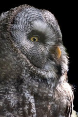 A Great Gray Owl sitting in a tree