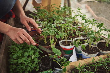 Close-up of female gardener hands engaged in growing tomatoes sprouts, seedlings and basil leaves in her own country home greenhouse.