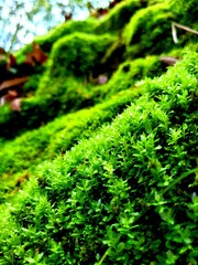green moss on trunk