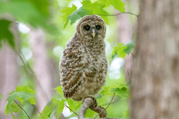 Newly fledged baby barred owl in the forest in Canada with a green leaf background