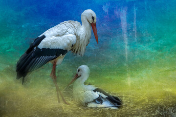 A mother stork looking after a baby