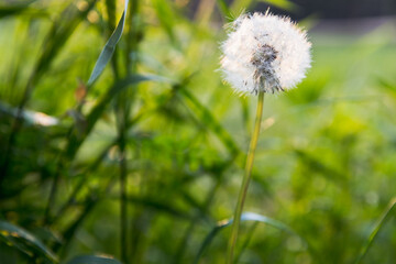 dandelions in the meadow