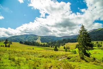 the field is covered with grass and coniferous trees on the background of a mountain range. mountain landscape.