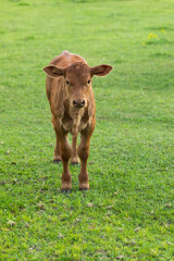 cattle in the meadow