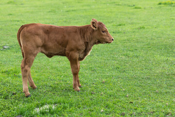 cattle in the meadow