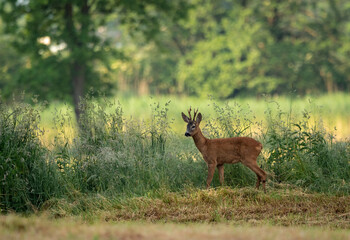 Sarna kozioł © Sporywildlife