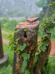 This tree try to new life of his own