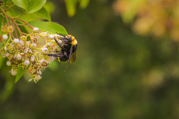 2021-06-12 A BLACK AND YELLOW BEE POLLINATING A FLOWER ON MERCER ISLAND