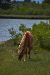 Wild Two-Toned Beige Horse Wanders Freely While Feeding on Beach Grass