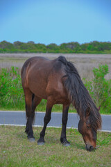 Wild Brown Stallion with Dark Brown Mane Grazes on Cordgrass by a Roadway
