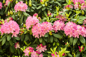 Obraz premium Beautiful blooming pink Azalea - flowering shrubs in the genus Rhododendron. Pink, summer flower background. gardening.