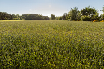rye growing in the field