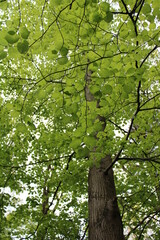 green leaves on trees  in the forest
