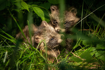Jenot azjatycki © Sporywildlife