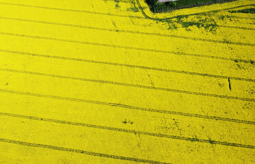 Aerial view of beautiful yellow rapeseed agro field for background
