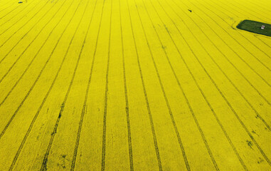 Aerial view of beautiful yellow rapeseed agro field for background