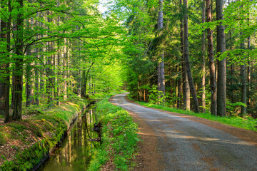 A path trough the forest in national park Czech republic