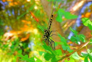 dragonfly on a leaf