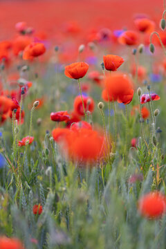 Mohnwiese, hochformat