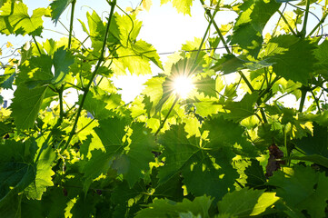 Vine leaves on sunlight in summer. Fresh green grape leaves by the setting sun in vineyard. 