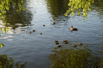 ducks on the water