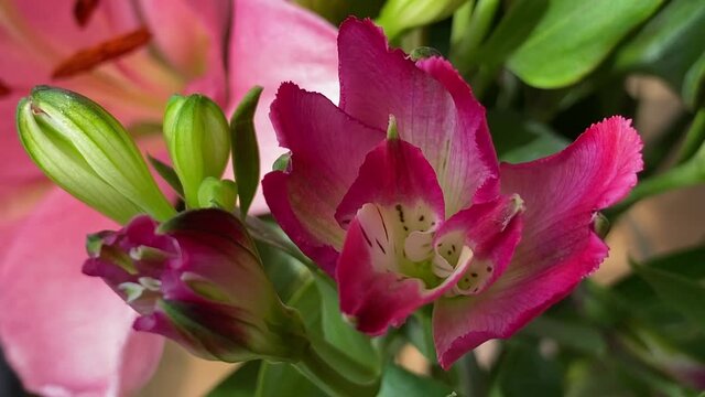 Alstroemeria psittacina aka lily of the incas