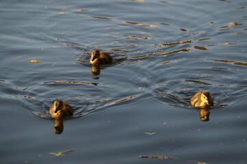 duck in the pond