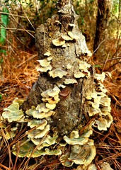 mushrooms in the forest